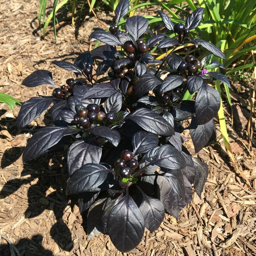Photo of Ornamental Pepper (Capsicum annuum 'Black Pearl') uploaded by csandt