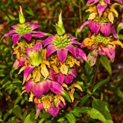Location: Botanical Gardens of the State of Georgia...Athens, Ga
Date: 2018-08-23
Monarda punctata - Spotted Bee Balm 005