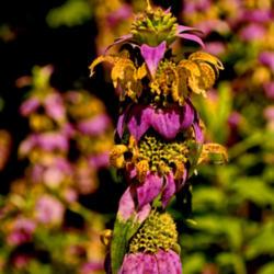 Location: Botanical Gardens of the State of Georgia...Athens, Ga
Date: 2018-08-23
Monarda punctata - Spotted Bee Balm 004
