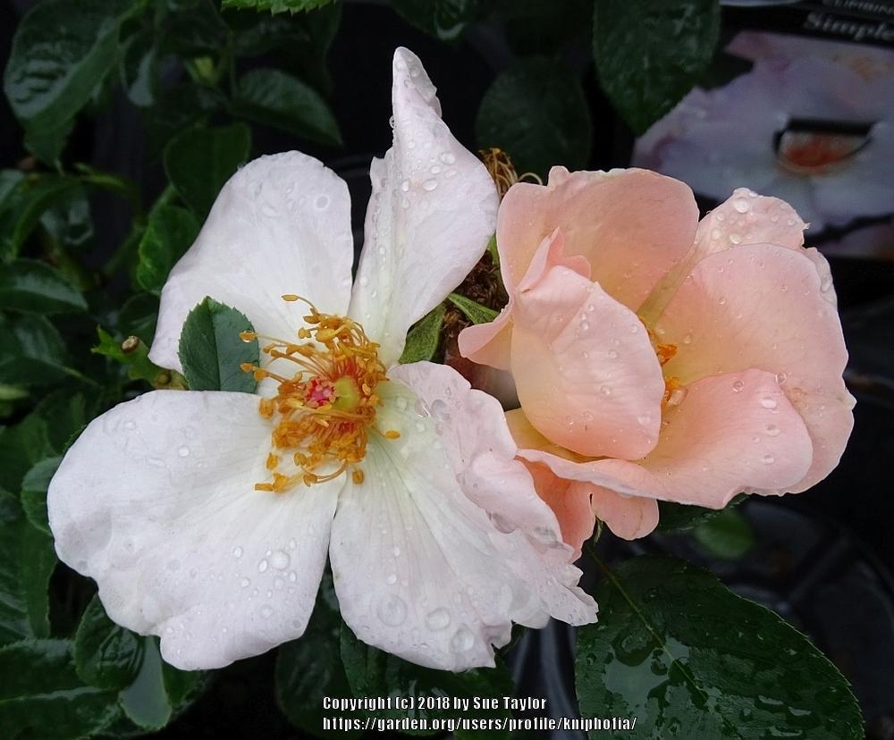 Photo of Rose (Rosa 'The Simple Life') uploaded by kniphofia