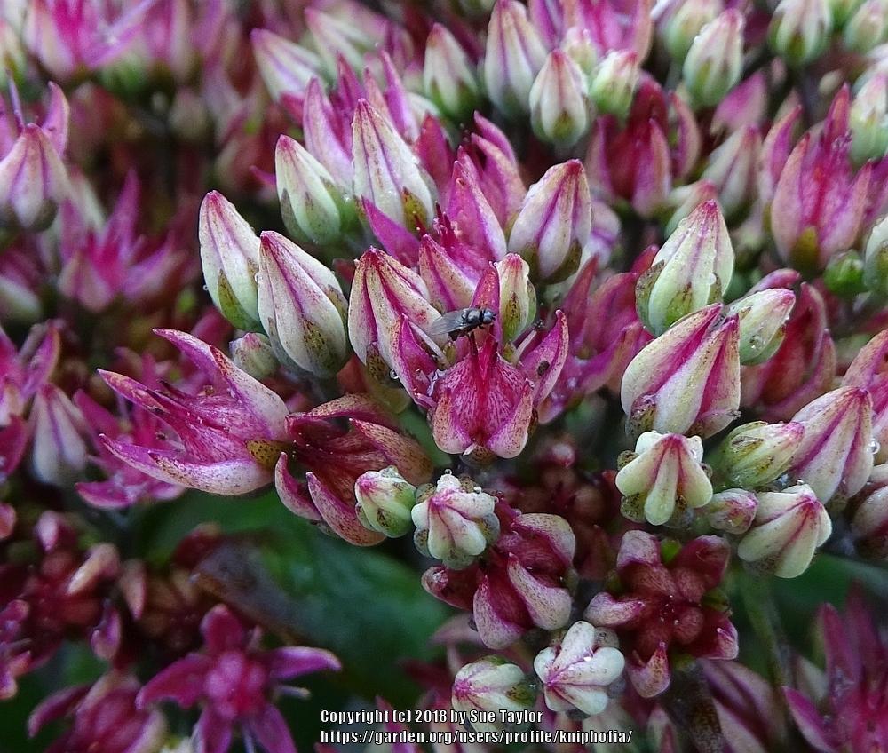 Photo of Stonecrop (Hylotelephium 'Class Act') uploaded by kniphofia