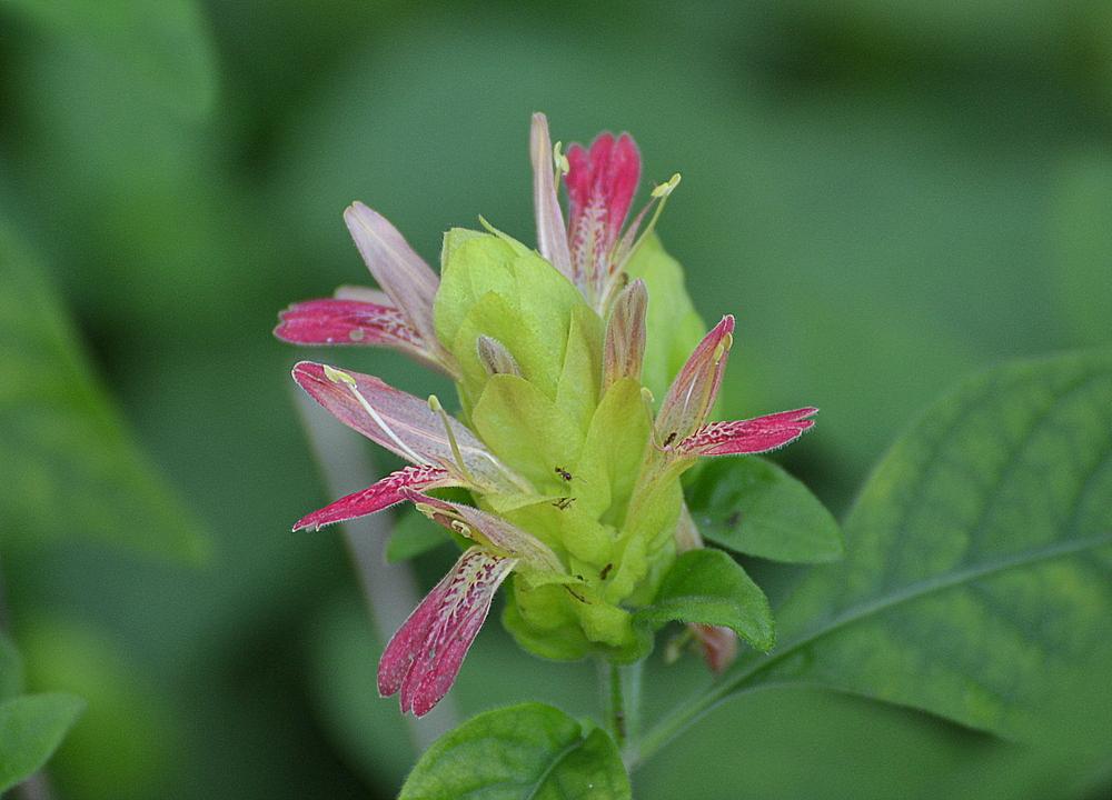 Photo of Shrimp Plant (Justicia brandegeeana 'Fruit Cocktail') uploaded by sunkissed