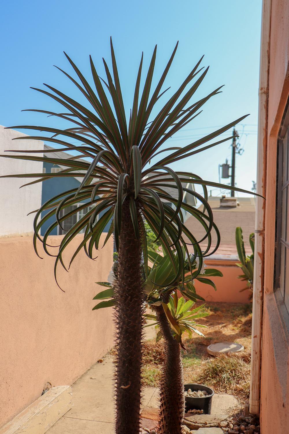 Photo of Madagascar Palm (Pachypodium geayi) uploaded by Baja_Costero