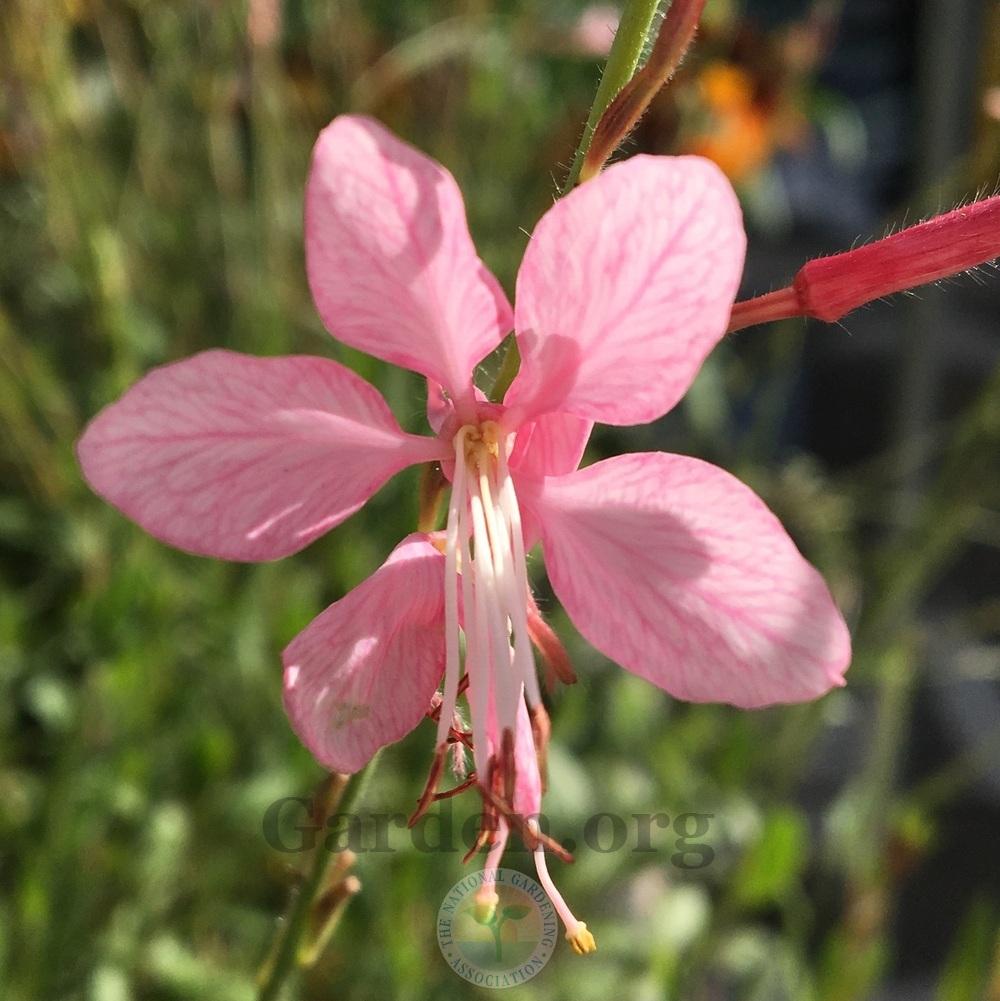Photo of Appleblossom Grass (Oenothera lindheimeri Belleza™ Early Pink) uploaded by BlueOddish
