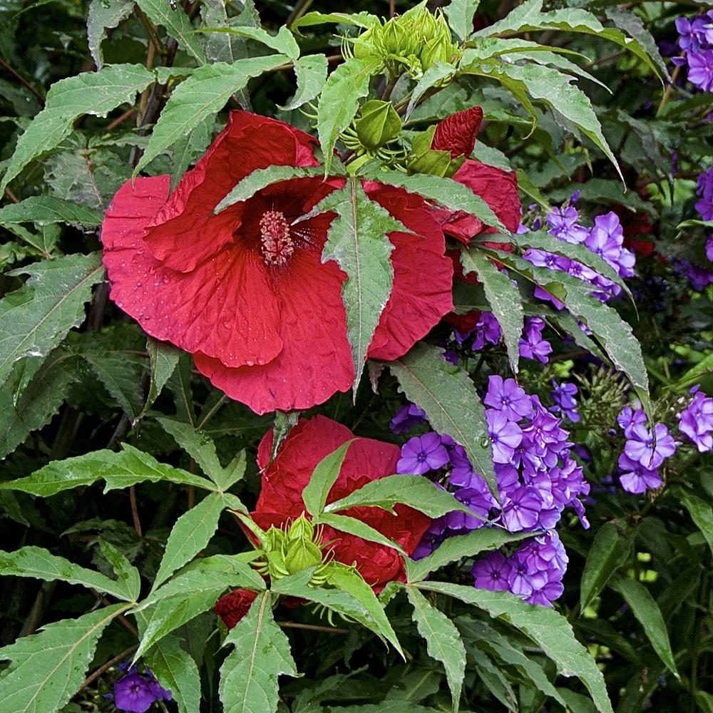 Photo of Hybrid Hardy Hibiscus (Hibiscus 'Plum Fantasy') uploaded by Fleur569