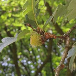 Location: Nationale Plantentuin Meise (Brussels)
Date: 2018-06-24
Developing fruit