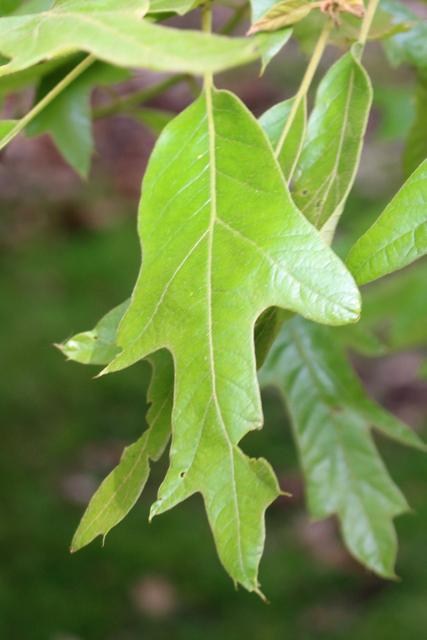 Photo of Southern Red Oak (Quercus falcata) uploaded by RuuddeBlock