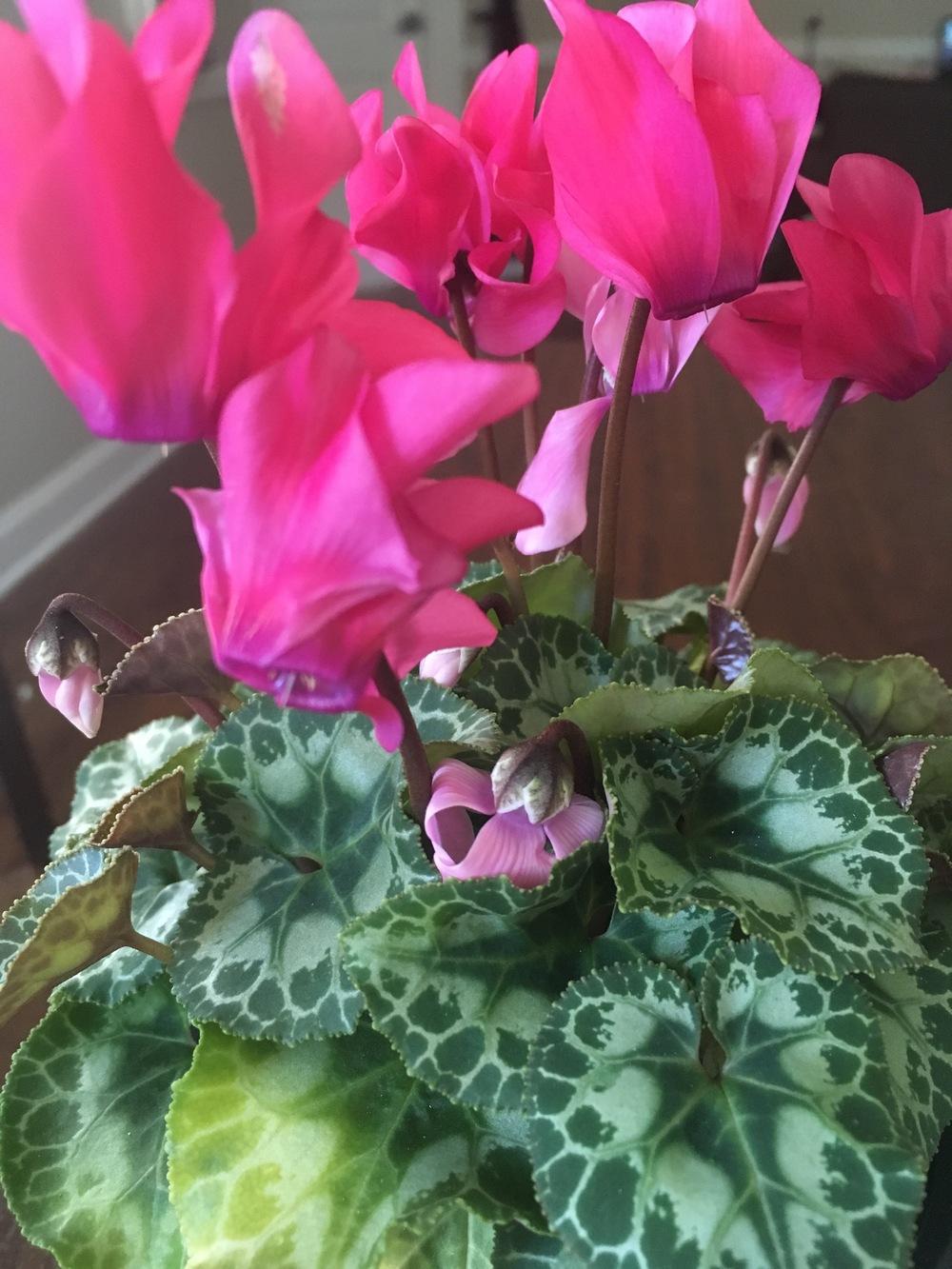 Photo of Florist's Cyclamen (Cyclamen persicum) uploaded by Traijin