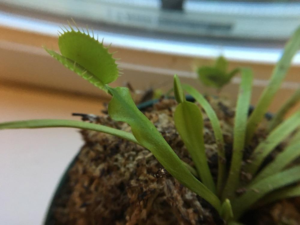 Photo of Venus Fly Trap (Dionaea muscipula) uploaded by Traijin