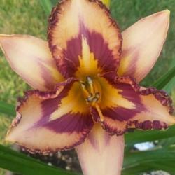 Location: My garden, Eagle Point, Oregon
Date: 2018-08-24
FFE Bloom, very nice pattern, love it!