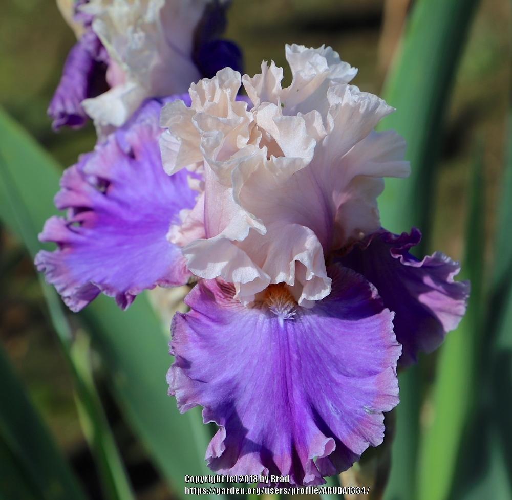 Photo of Tall Bearded Iris (Iris 'Highly Classified') uploaded by ARUBA1334