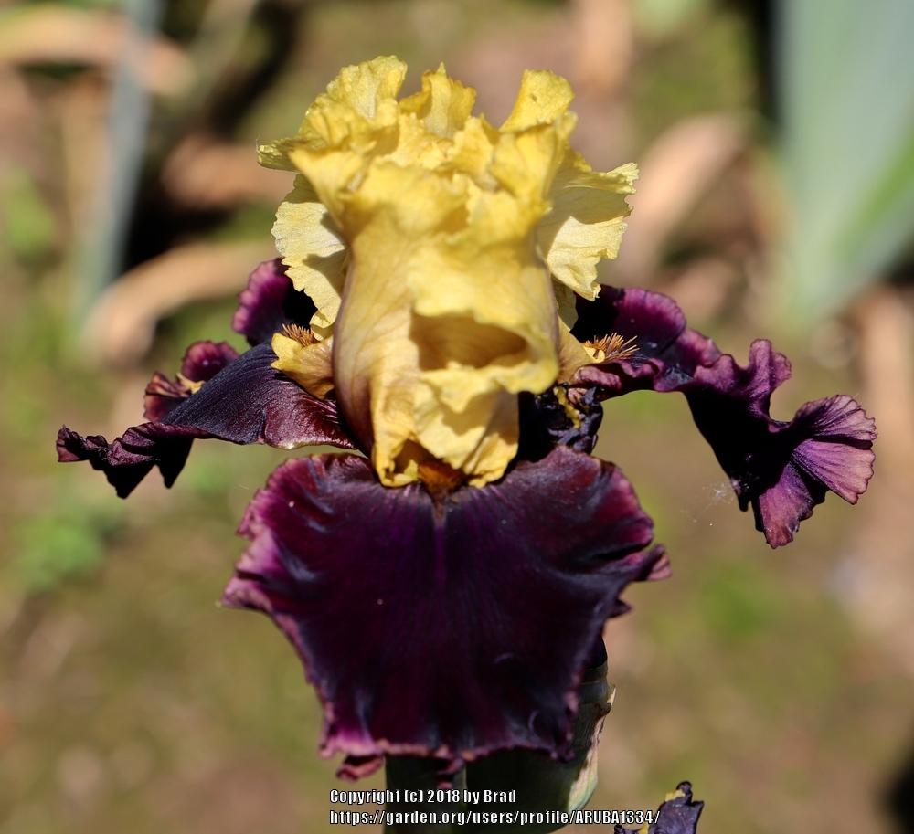 Photo of Tall Bearded Iris (Iris 'Last Kiss Goodnight') uploaded by ARUBA1334
