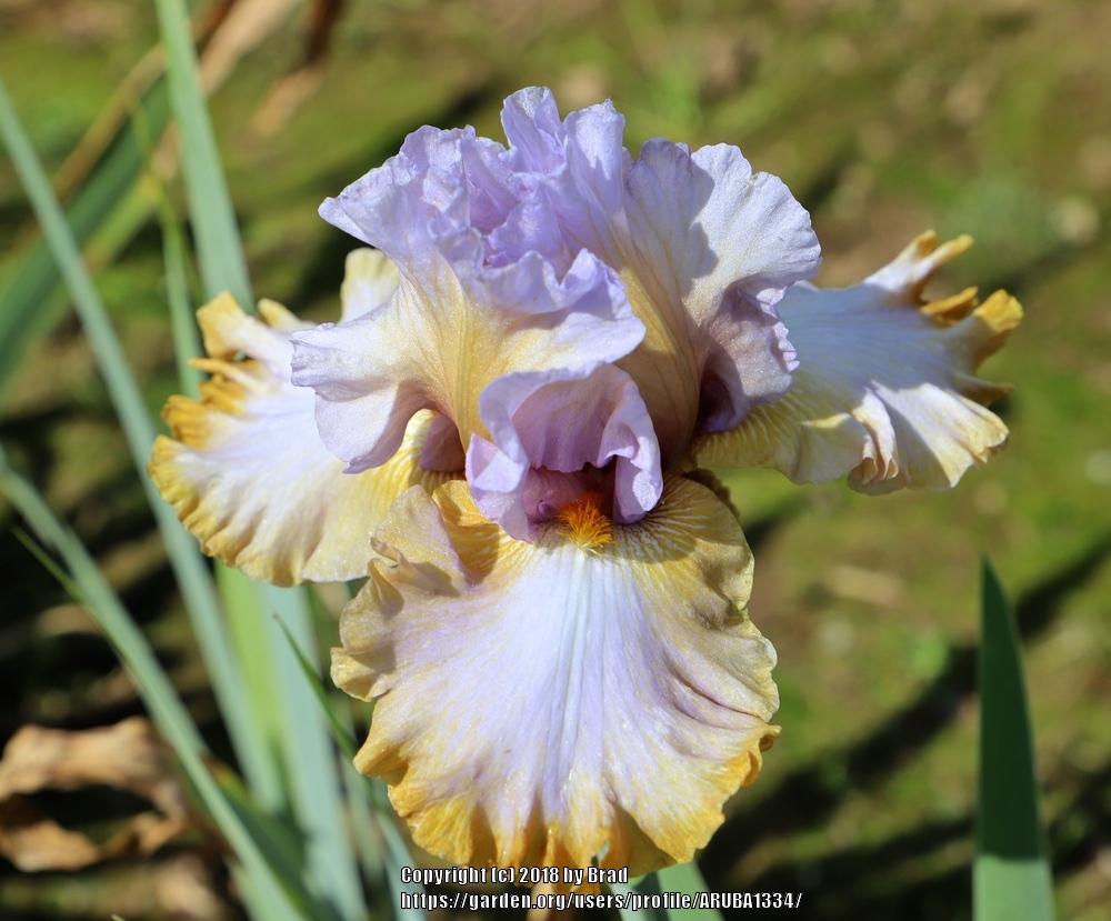 Photo of Tall Bearded Iris (Iris 'Just a Crush') uploaded by ARUBA1334