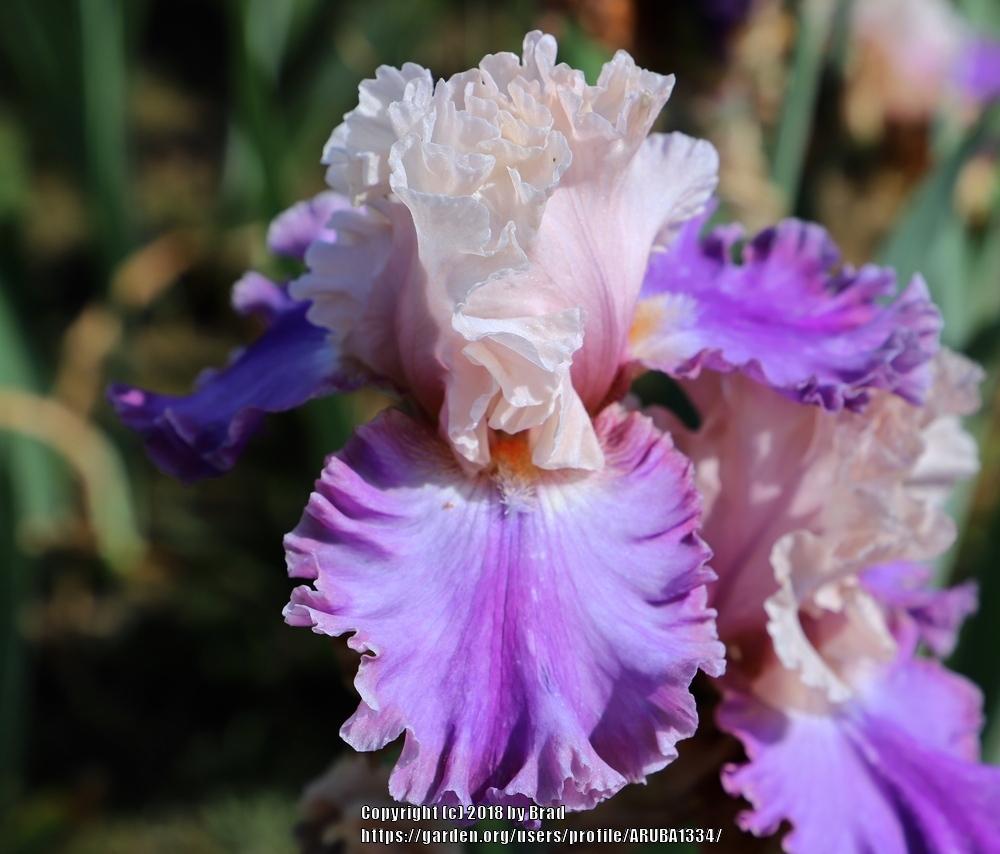 Photo of Tall Bearded Iris (Iris 'Highly Classified') uploaded by ARUBA1334