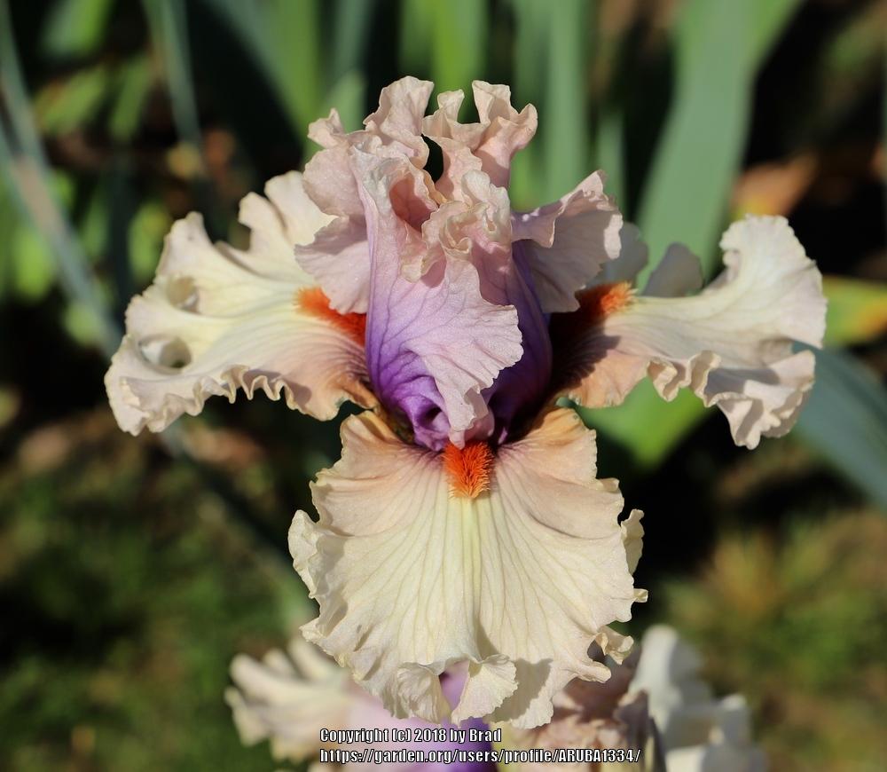 Photo of Tall Bearded Iris (Iris 'Make My Heart Sing') uploaded by ARUBA1334