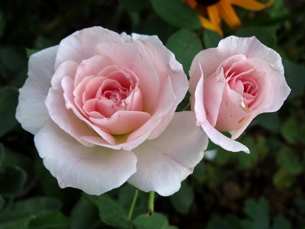 Photo of Rose (Rosa 'Morden Blush') uploaded by Orsola