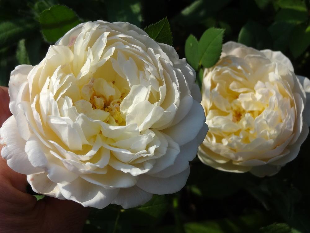 Photo of Rose (Rosa 'Charles Darwin') uploaded by Orsola