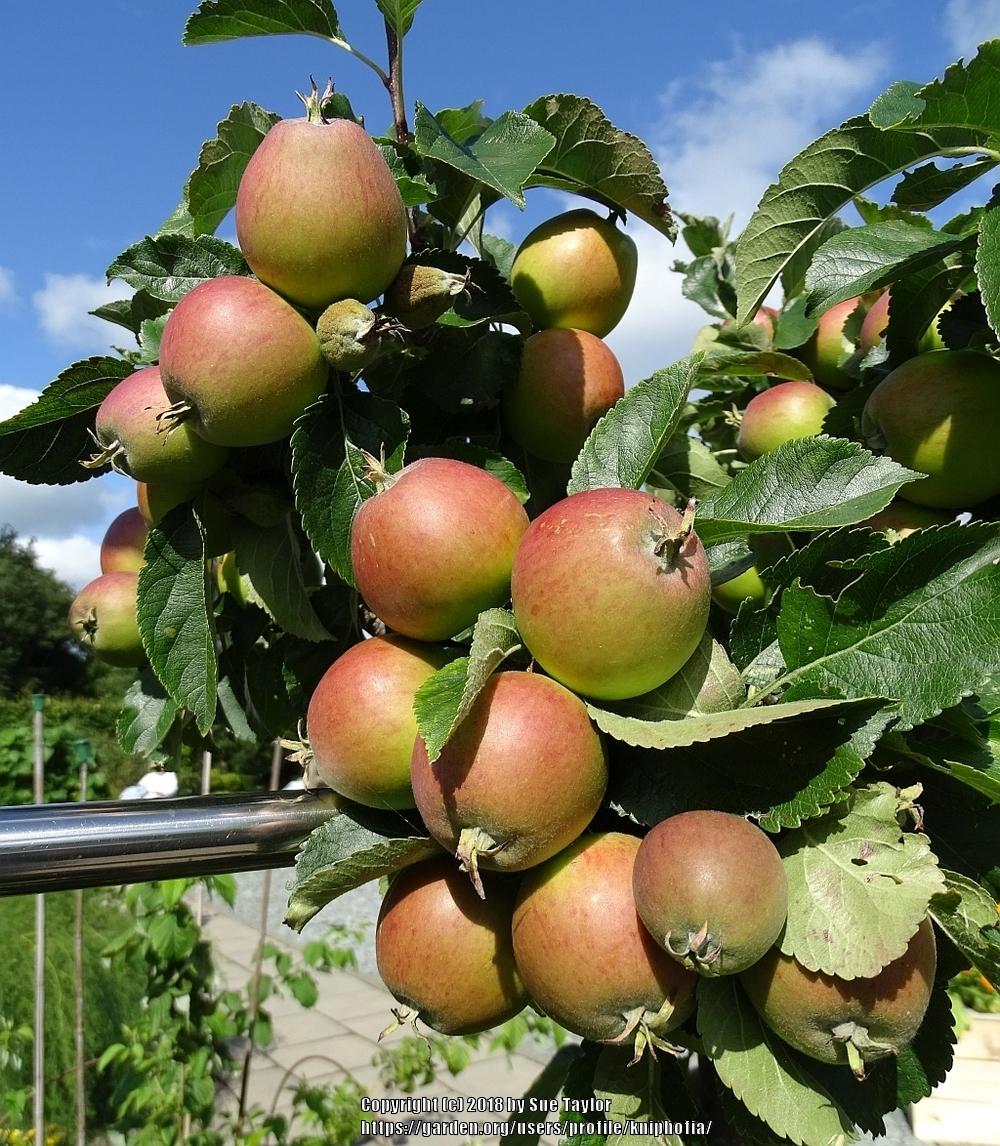 Apples Plant Care and Collection of Varieties