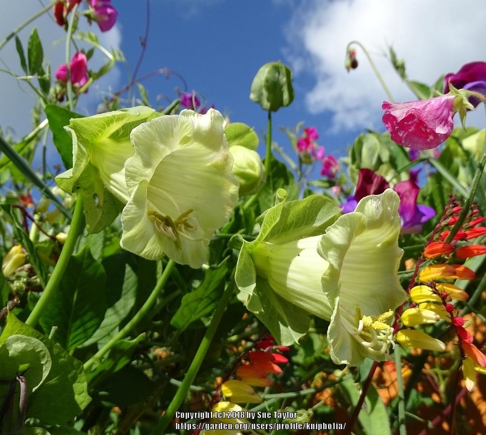 Photo of Cup and Saucer Vine (Cobaea scandens 'Alba') uploaded by kniphofia