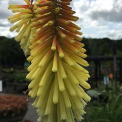 Location: RHS Harlow Carr, Yorkshire, UK
Date: 2018-08-25
In the plant sales area
