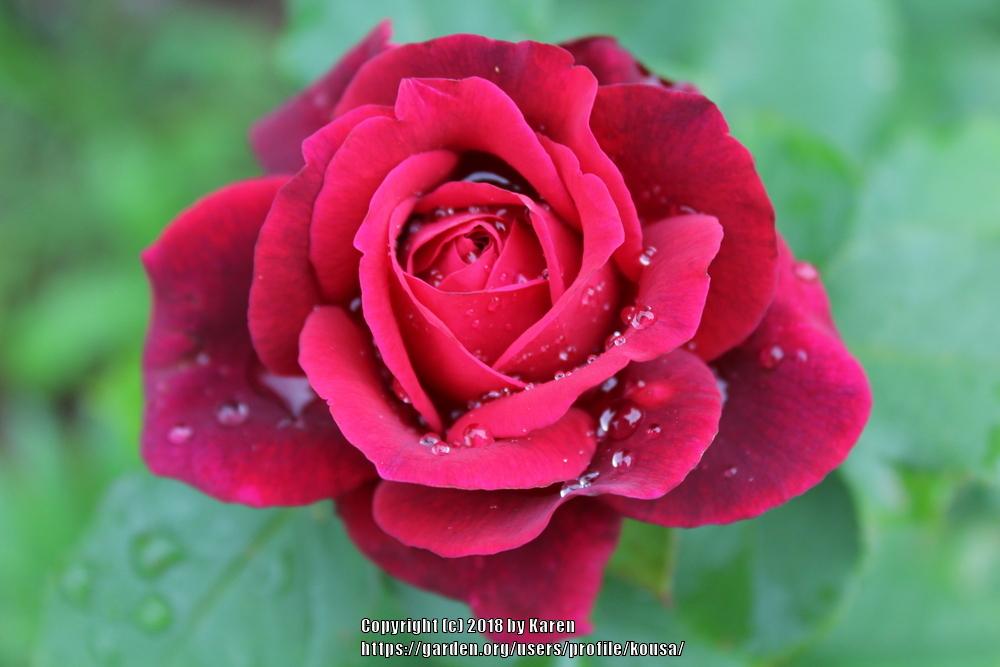 Photo of Rose (Rosa 'Grafin Diana') uploaded by kousa