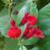 Such a vivid red in Salvia microphylla 'Royal Bumble'