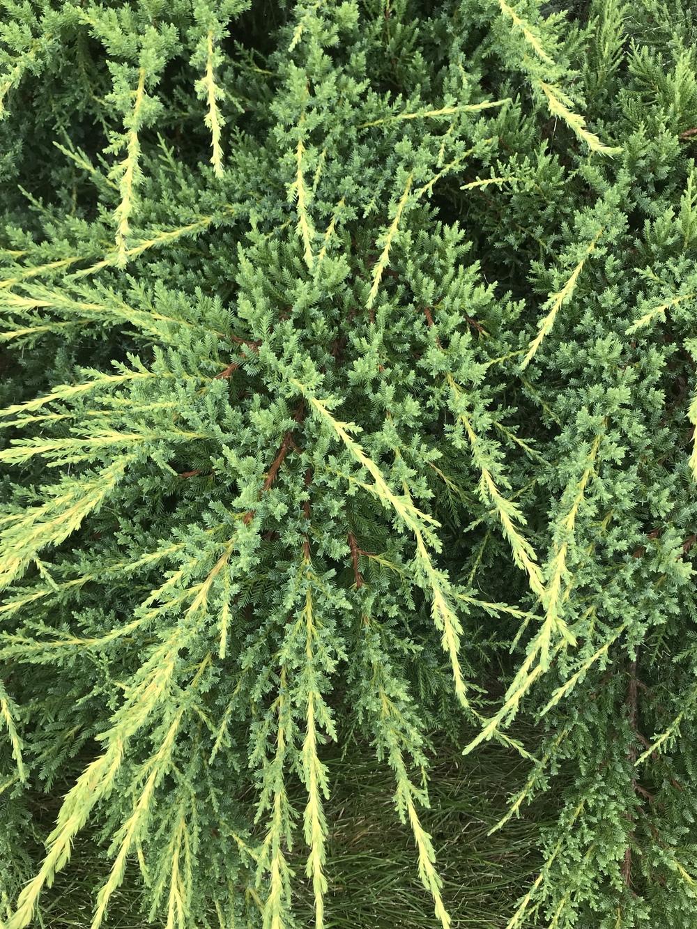 Photo of Chinese Juniper (Juniperus x pfitzeriana 'Daub's Frosted') uploaded by Legalily
