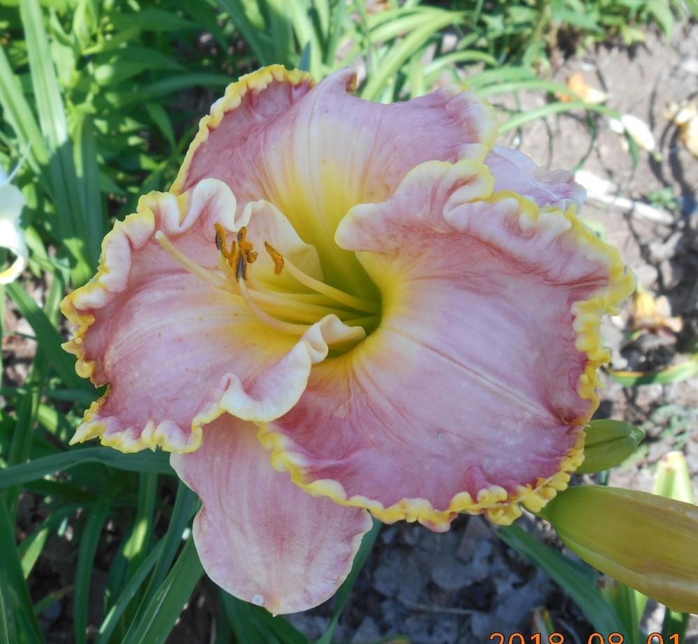 Photo of Daylily (Hemerocallis 'Shores of Time') uploaded by Raven