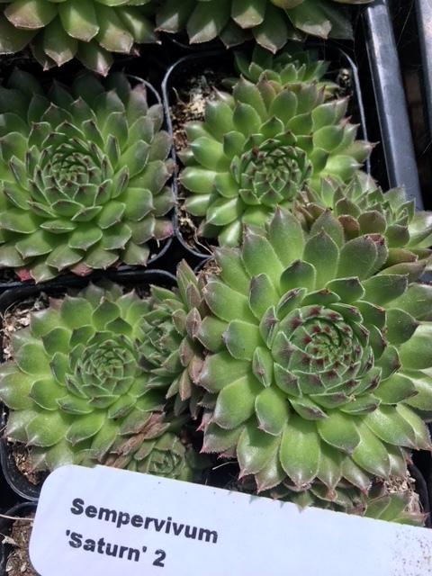 Photo of Hen and Chicks (Sempervivum 'Saturn') uploaded by ashley3