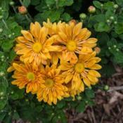 "Chrysanthemum 'Starlet', 2018 photo, Common Name: Hardy Garden M