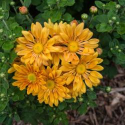 Location: Clinton, Michigan 49236
Date: 2018-08-27
"Chrysanthemum 'Starlet', 2018 photo, Common Name: Hardy Garden M