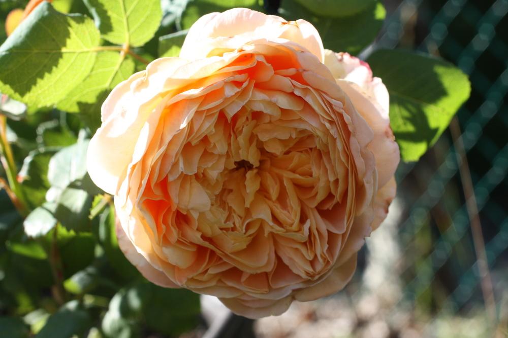 Photo of Rose (Rosa 'Charles Darwin') uploaded by Canadian_Rose