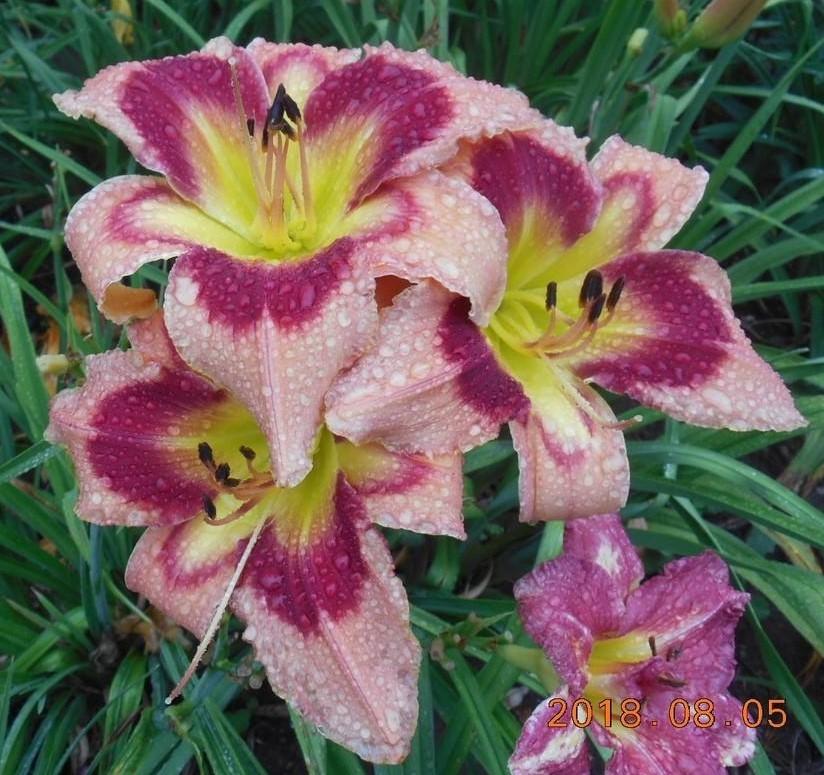 Photo of Daylily (Hemerocallis 'Carnival in Mexico') uploaded by Raven