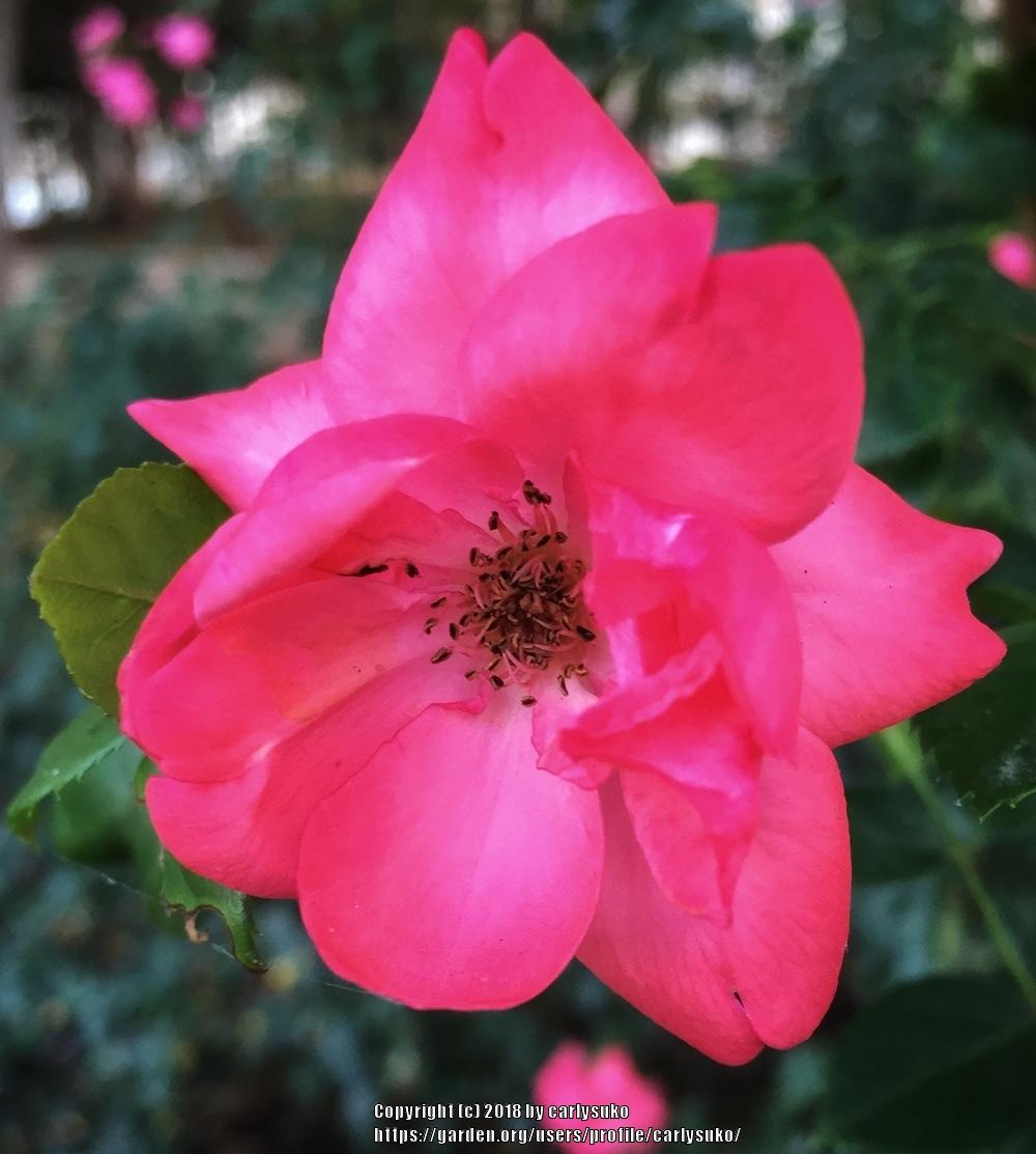 Photo of Rose (Rosa 'Lady Elsie May') uploaded by carlysuko