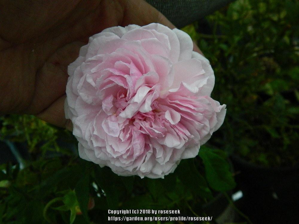 Photo of Rose (Rosa 'Annie Laurie McDowell') uploaded by roseseek