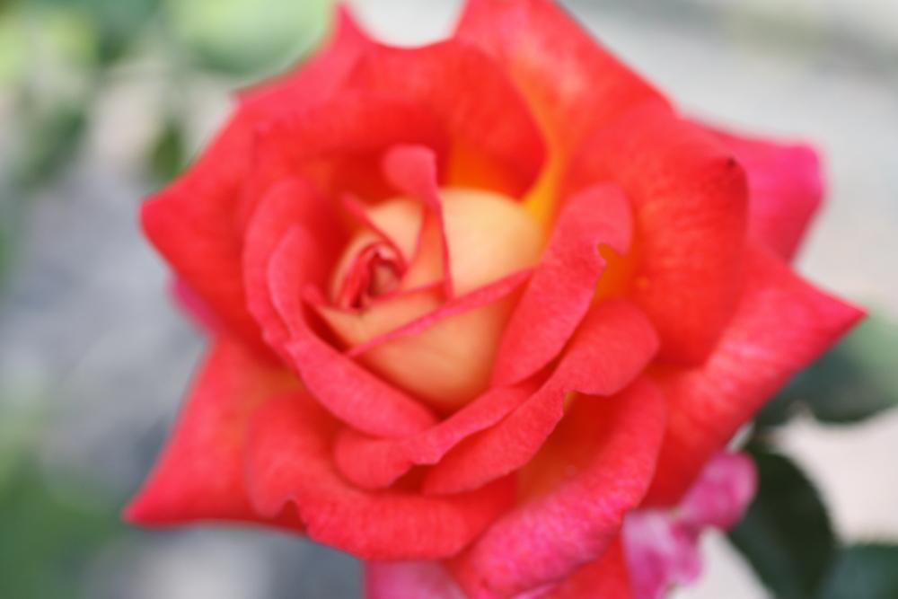 Photo of Rose (Rosa 'Parfum de Grasse') uploaded by Canadian_Rose