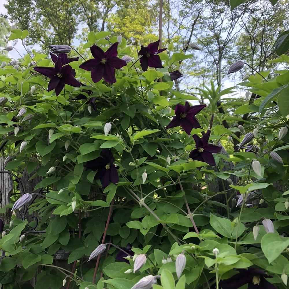 Photo of Clematis 'Romantika' uploaded by Dinah1