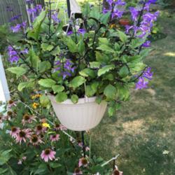 Location: Mentor on the Lake
Date: 2018-08-28
Grows in hanging basket
