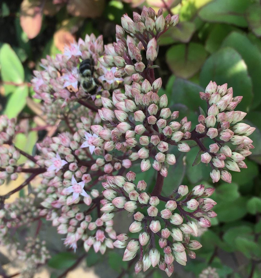 Photo of Stonecrop (Hylotelephium 'Matrona') uploaded by csandt