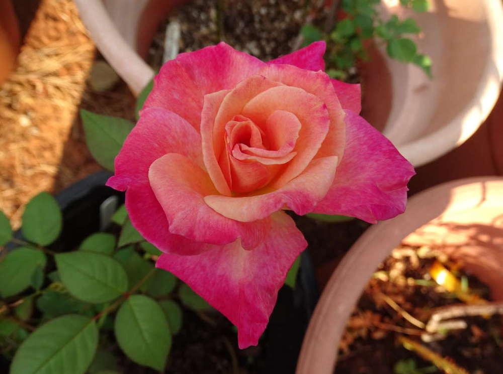 Photo of Rose (Rosa 'Abracadabra') uploaded by Beth_NorCal
