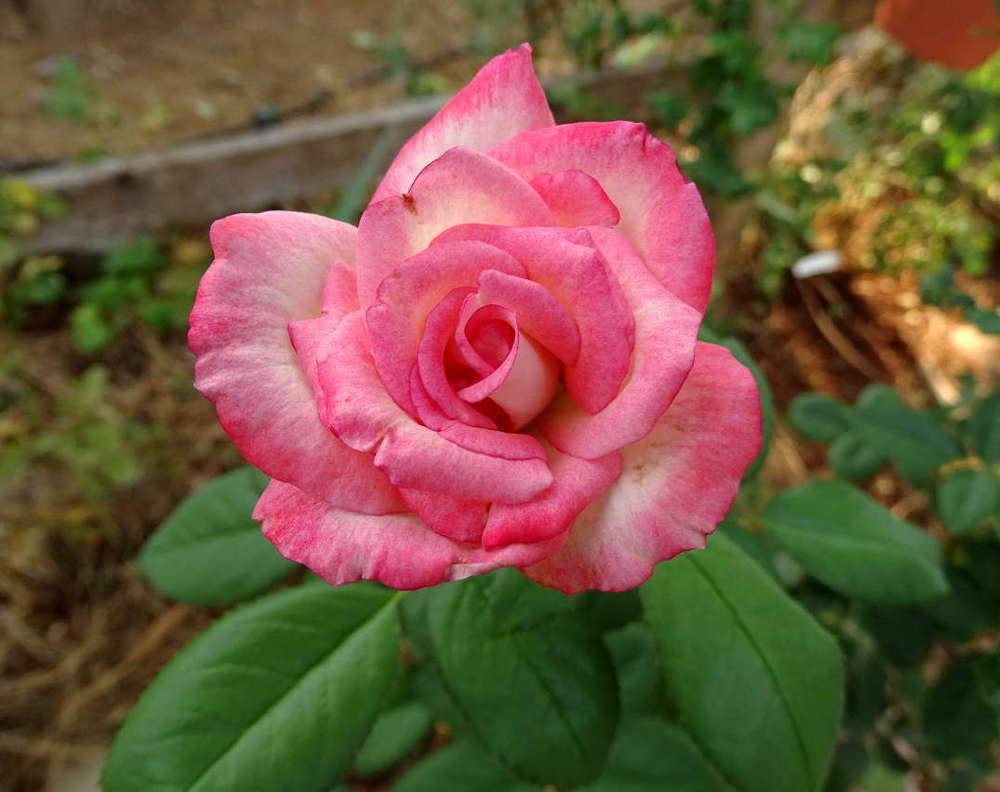 Photo of Rose (Rosa 'Coretta Scott King') uploaded by Beth_NorCal