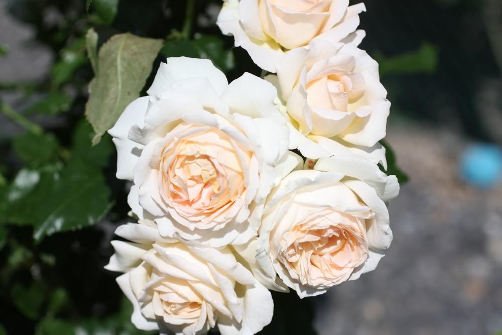 Photo of Hybrid Tea Rose (Rosa 'Chandos Beauty') uploaded by Canadian_Rose