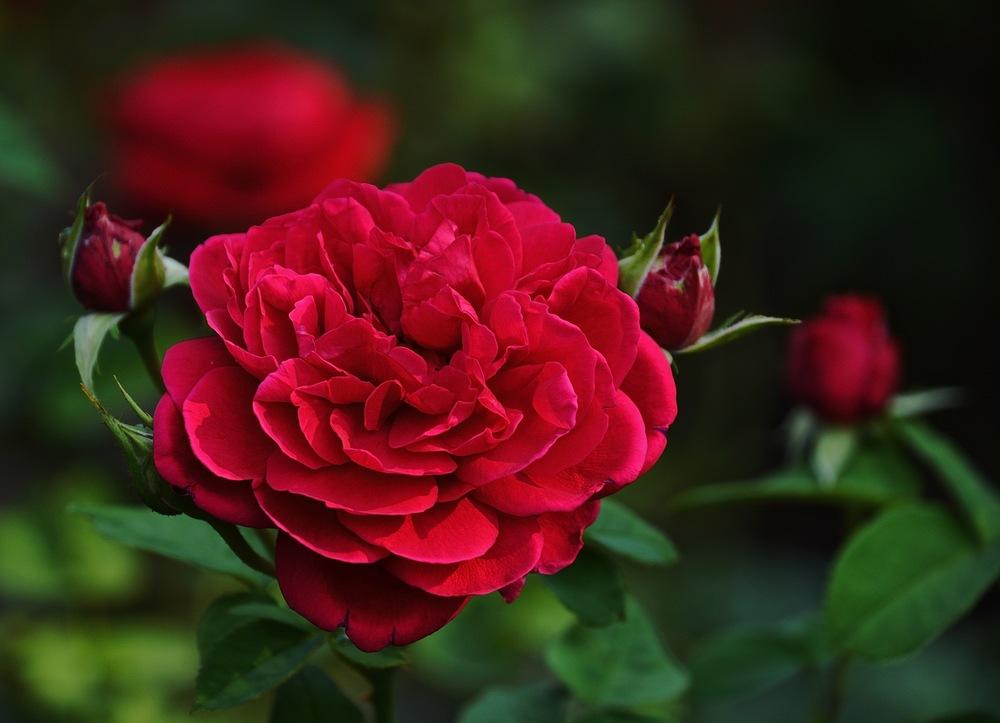 Photo of Rose (Rosa 'L. D. Braithwaite') uploaded by Mossy44