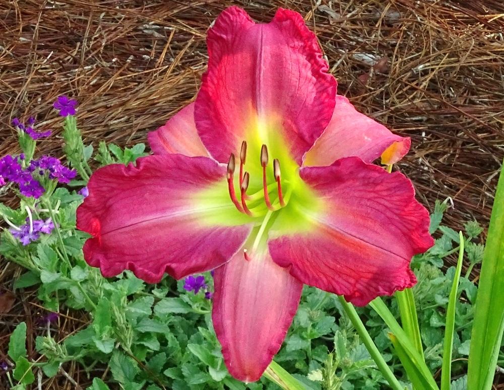 Photo of Daylily (Hemerocallis 'Different for Girls') uploaded by SheilaC