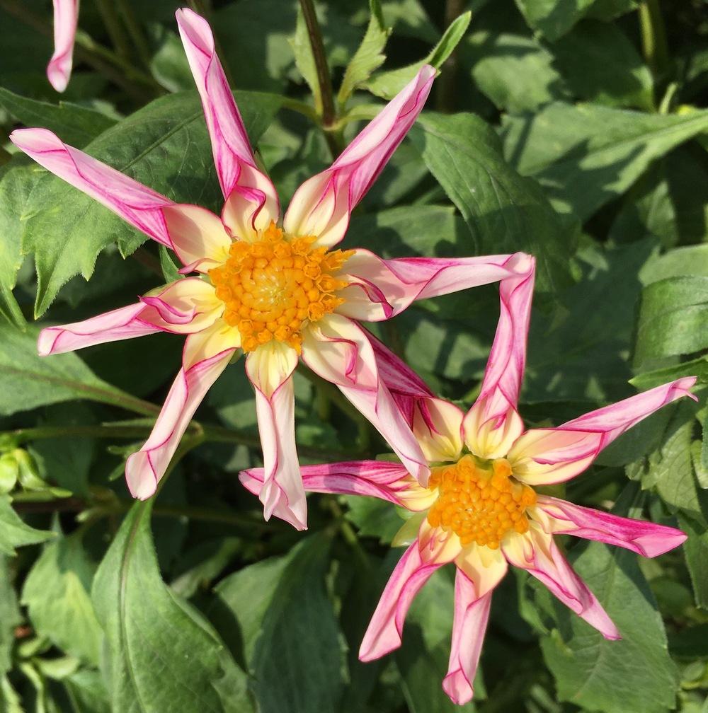 Photo of Dahlia 'Willie Willie' uploaded by csandt