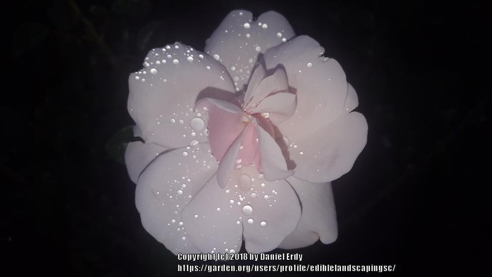 Photo of Roses (Rosa) uploaded by ediblelandscapingsc