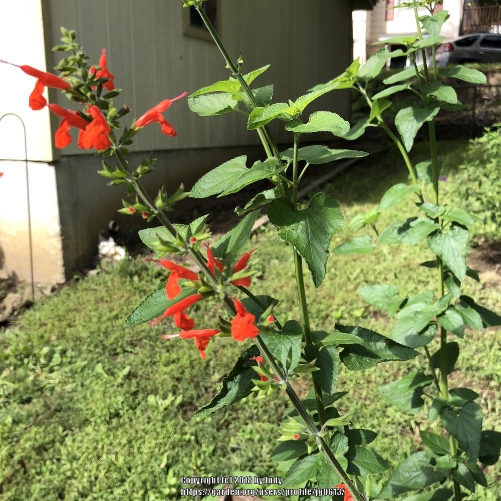 Photo of Scarlet Sage (Salvia coccinea) uploaded by jg0613
