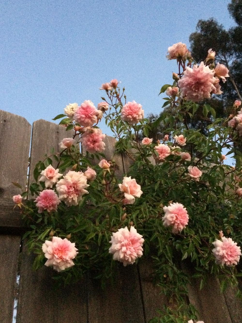 Photo of Hybrid Wichurana Rose (Rosa 'Mel's Heritage') uploaded by lisa100467