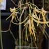 Featured in the Australasian Native Orchid Society display.