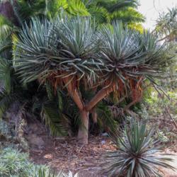 Location: San Diego Botanic Garden
Date: 2018-07-15